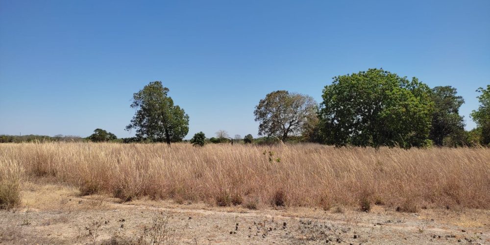 Fazenda em Sucupira tocantins 06